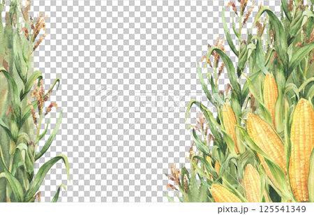 Corn plant. Watercolor Golden maize stalk with corncob, flowers and green leaves, husks rectangular frame. Botanical realistic hand painted template for food, oil label , card. Isolated illustration Corn plant. Watercolor Golden maize stalk with corncob, flowers and green leaves, husks rectangular frame. Botanical realistic hand painted template for food, oil label , card. Isolated illustration 125541349