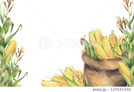 Canvas sack of corn cobs. Watercolor banner. Bag with harvested maize cobs and green corn plant stem. Agricultural realistic painted isolated illustration. Template for farm label, oil, canned food 125541350