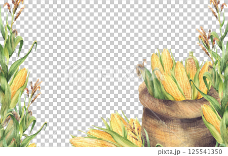 Canvas sack of corn cobs. Watercolor banner. Bag with harvested maize cobs and green corn plant stem. Agricultural realistic painted isolated illustration. Template for farm label, oil, canned food Canvas sack of corn cobs. Watercolor banner. Bag with harvested maize cobs and green corn plant stem. Agricultural realistic painted isolated illustration. Template for farm label, oil, canned food 125541350