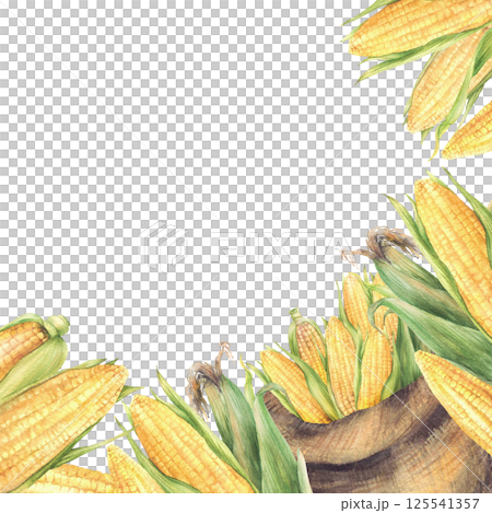 Sack with yellow corncobs. Watercolor Canvas bag with golden maize cobs harvest square frame. Vegetables crop realistic painted illustration for farm, canned food, oil label. Isolated from background 125541357