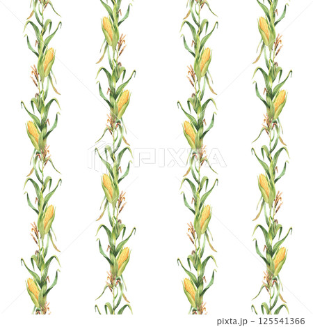 Realistic Corn plant watercolor seamless pattern. Golden maize plant stem with yellow corncob flowers and green leaves, husks Hand drawn illustration on isolated white background for wallpaper, fabric 125541366
