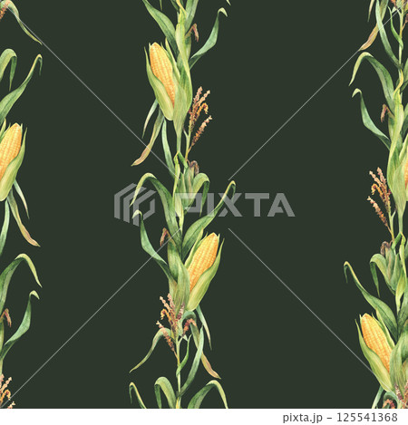 Corn plant watercolor seamless pattern. Golden maize plant stalk with corncob flowers and green leaves, husks Realistic hand drawn illustration on isolated dark background for wallpaper, fabric print Corn plant watercolor seamless pattern. Golden maize plant stalk with corncob flowers and green leaves, husks Realistic hand drawn illustration on isolated dark background for wallpaper, fabric print 125541368