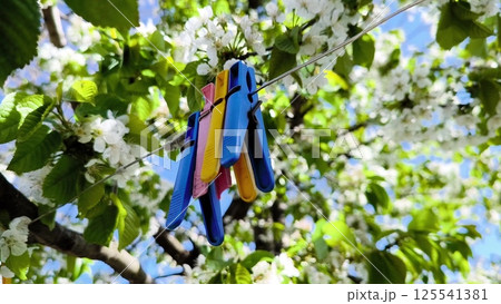 Vibrant clothespins arranged neatly on a wire,set amidst a lush, leafy background in an outdoor garden. simplicity, and harmony with natural surroundings. Colored clothespins for laundry in the garden 125541381