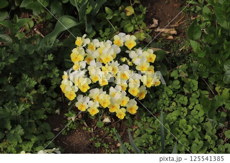 春の庭に咲く黄色いパンジーの花 125541385