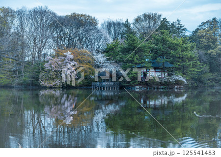 桜 125541483