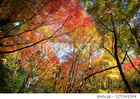 鮮やか 色づくもみじ 鮮やか 色づくもみじ 125541504