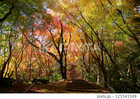 鮮やか　木陰のもみじ　紅葉 125541509