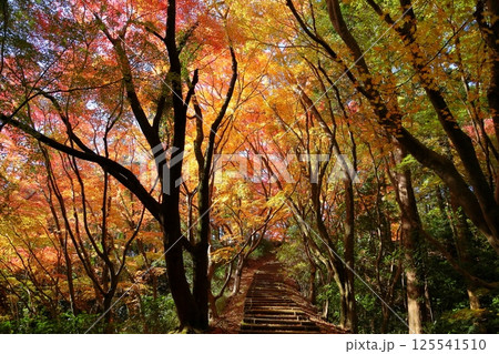鮮やか　木陰のもみじ　紅葉 125541510
