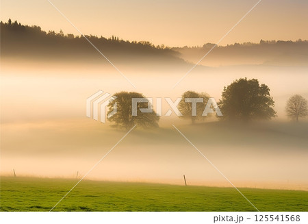 Dense fog floats low over the forest, mysterious.AI Generated 125541568