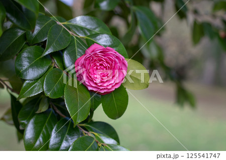 Camellia branches with flower. Camellia japonica flowering plant. Beautiful pink formal double form flower. Camellia branches with flower. Camellia japonica flowering plant. Beautiful pink formal double form flower. 125541747