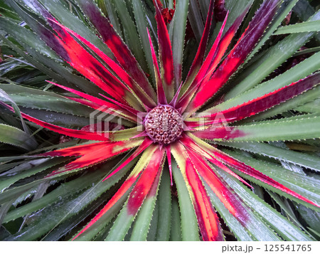 Fascicularia bicolor plant spiky green and red leaves rosette and flowers 125541765