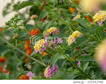 Lantana camara branches with pink and yellow flower heads, leaves and buds in the garden. Shrub verbena flowering plant. 125541768