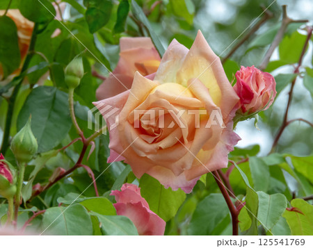 Orange rose hybrid tea shaped bloom. Beautiful rose flower with peach petals. Orange rose hybrid tea shaped bloom. Beautiful rose flower with peach petals. 125541769
