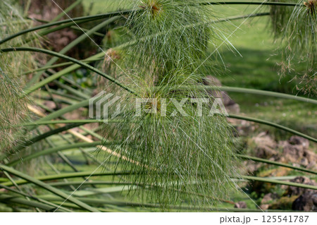 Papyrus,papyrus sedge, paper reed, Indian matting plant or Nile grass plant. Cyperus papyrus. Papyrus,papyrus sedge, paper reed, Indian matting plant or Nile grass plant. Cyperus papyrus. 125541787