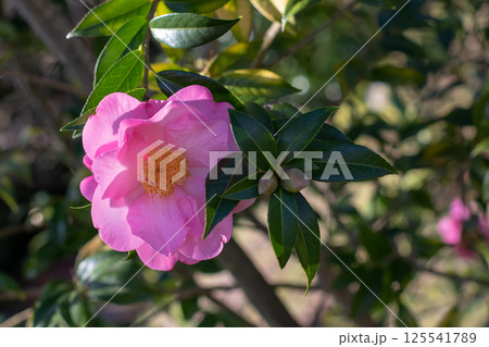 Camellia japonica flowering plant. Beautiful pink flower with yellow stamens. Camellia flower on the blurred background. 125541789