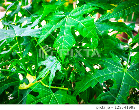 A moving green leaf tree 125541998