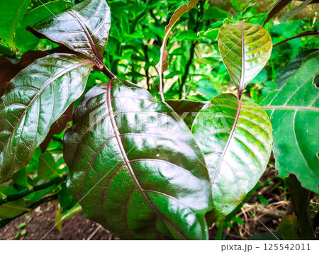A moving green leaf tree A moving green leaf tree 125542011