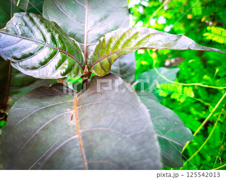 A moving green leaf tree A moving green leaf tree 125542013