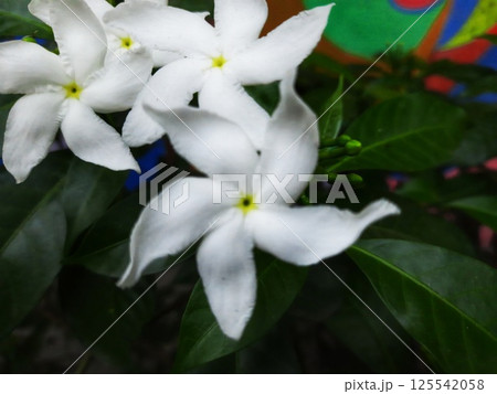 A moving green leaf tree 125542058