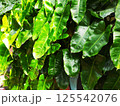 A moving green leaf tree 125542076