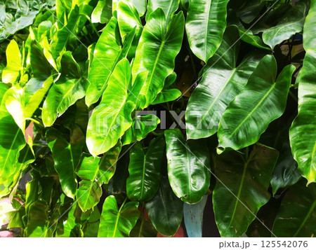 A moving green leaf tree 125542076