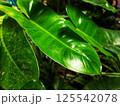 A moving green leaf tree 125542078