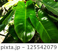 A moving green leaf tree 125542079