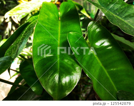A moving green leaf tree A moving green leaf tree 125542079