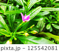 A moving green leaf tree 125542081