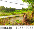 A moving green leaf tree 125542088