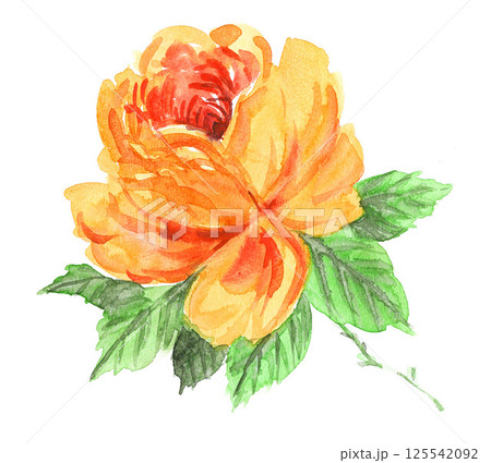 水彩で描いたオレンジ色の薔薇25428pix7 水彩で描いたオレンジ色の薔薇25428pix7 125542092
