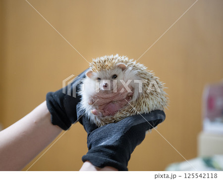 掌でニヤリとした表情のハリネズミ 125542118