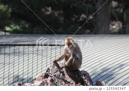 帯広動物園のニホンザル 125542347