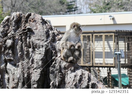 帯広動物園のニホンザル 帯広動物園のニホンザル 125542351