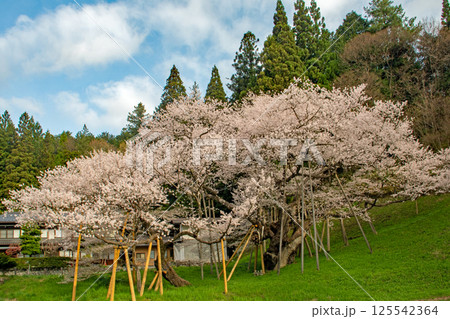 青空の下、満開の臥龍桜 125542364