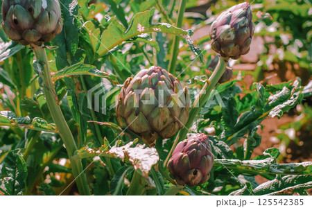 Close-up of fresh artichokes growing on a plant in a sunny garden. Close-up of fresh artichokes growing on a plant in a sunny garden. 125542385