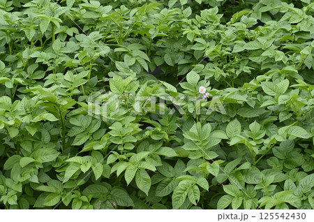 ジャガイモ畑 ジャガイモ畑 125542430