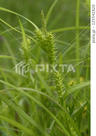 畔で穂をつけるヤワラスゲ 125542820