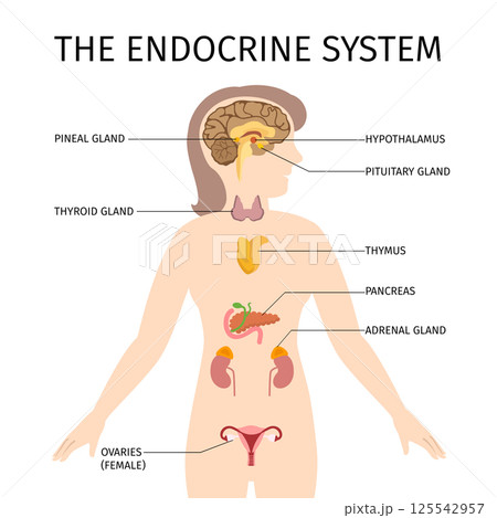 Schematic colorful vector illustration of female endocrine system 125542957
