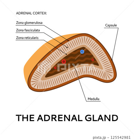 The adrenal gland, medical scheme, illustration from the point of view 125542981