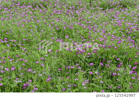 春の田に咲くゲンゲの花 125542997