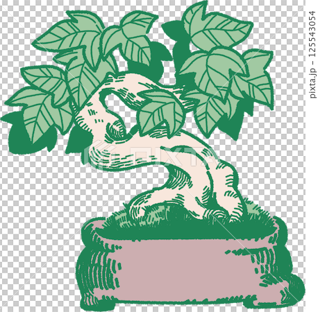 楓樹盆景插圖 125543054