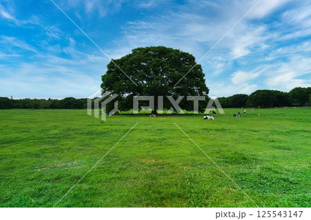 草原の大きな木 125543147
