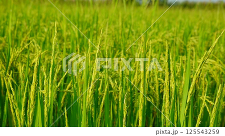 Rice field agriculture grain food yield season 125543259