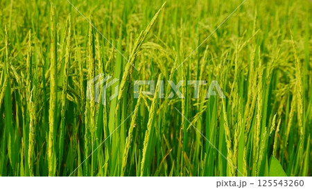 Rice field agriculture grain food yield season 125543260