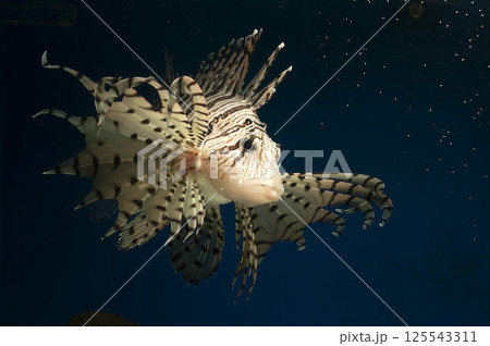 ミノカサゴ　カサゴ　Lionfish　毒魚　ミノカサゴ 飼育 125543311