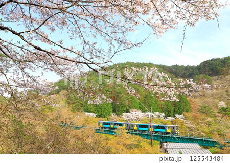 水郡線「桜咲く春の矢祭山を走る水色の列車」久慈川第9橋梁 水郡線「桜咲く春の矢祭山を走る水色の列車」久慈川第9橋梁 125543484