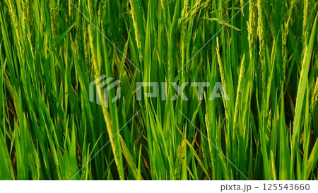 Rice field agriculture grain food yield season Rice field agriculture grain food yield season 125543660