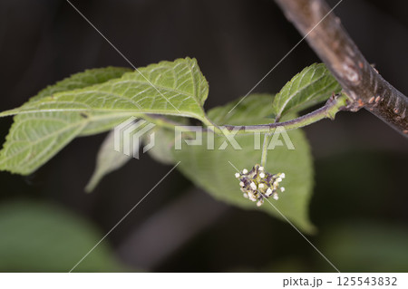 コウゾ コウゾ 125543832