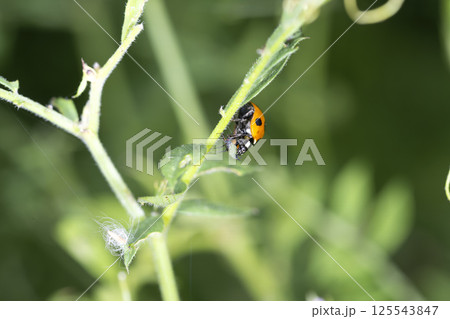 アブラムシを食べるテントウムシ 125543847